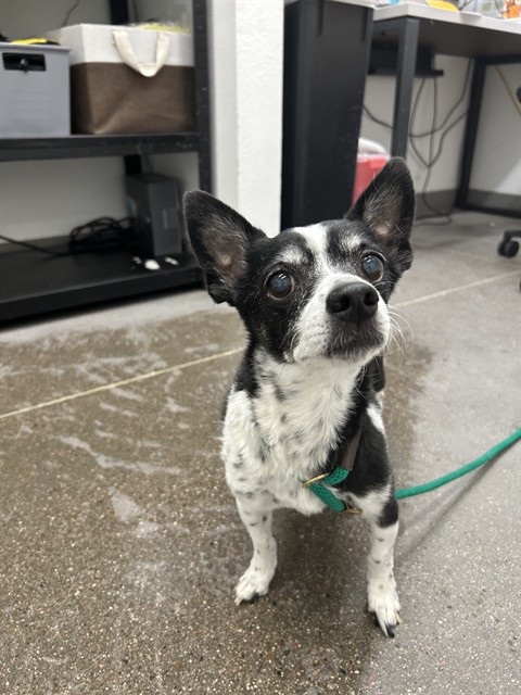 Oreo