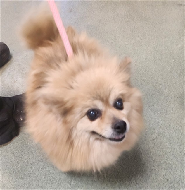 Adoptable Dog