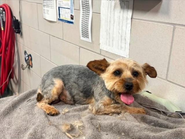 Adoptable Dog
