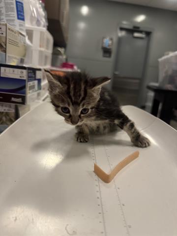 Tiki