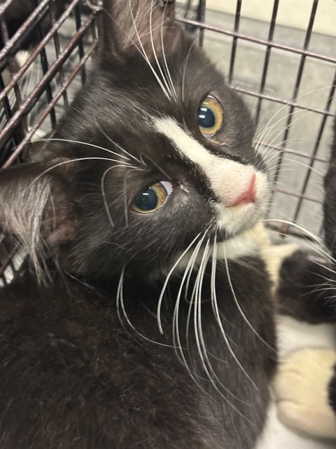 Adoptable Cat