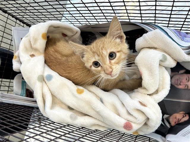 Adoptable Cat