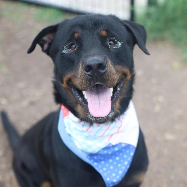 Rex