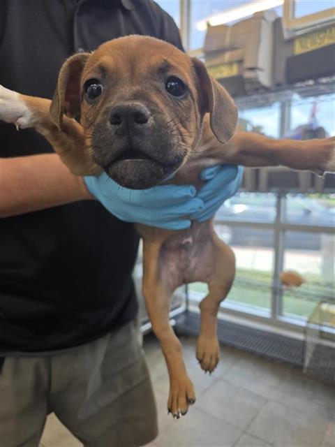 Puppy1