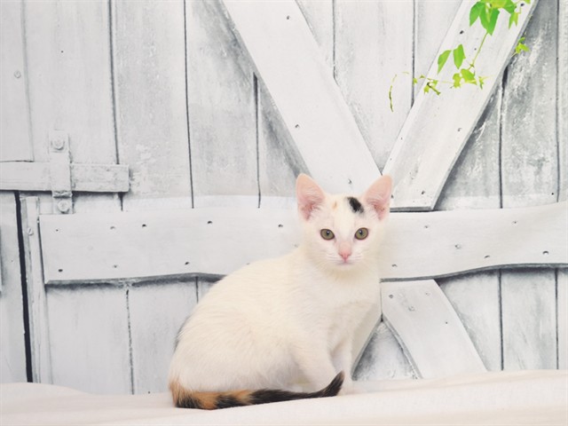 Pepper