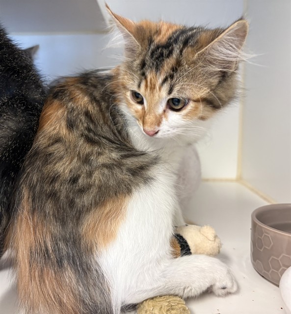 Adoptable Cat