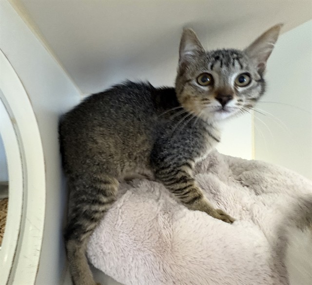 Adoptable Cat