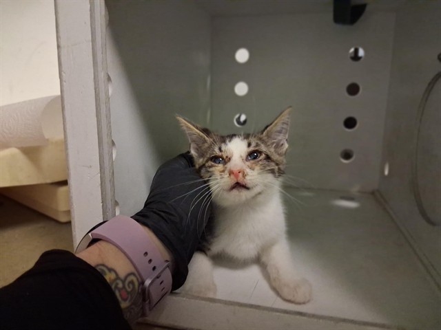 Adoptable Cat
