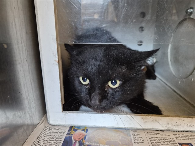 Adoptable Cat