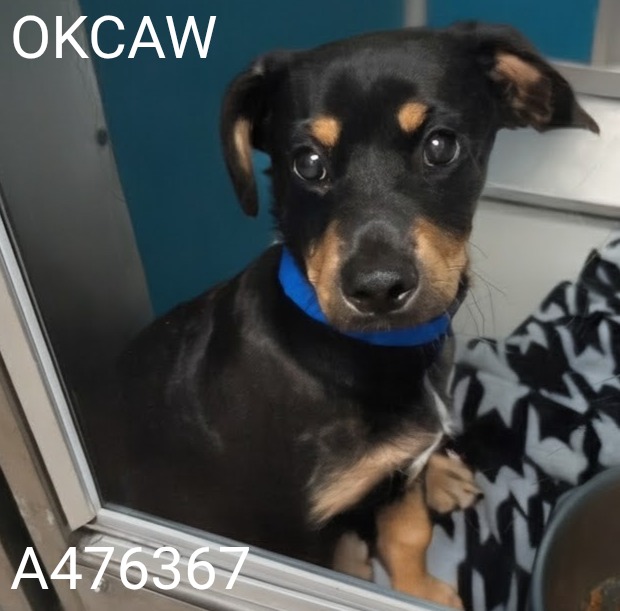 Adoptable Dog