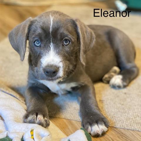 Eleanor