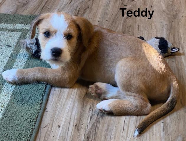 Teddy