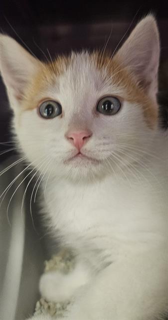 Creamsicle*