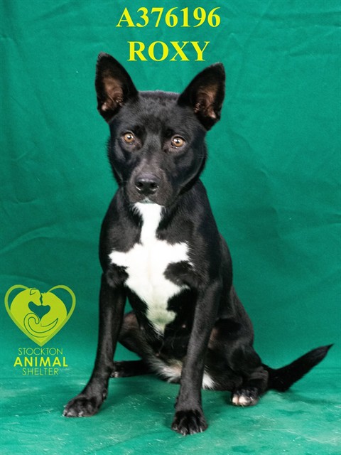 Roxy