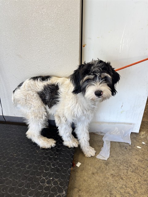 Drift - Adoption Pending