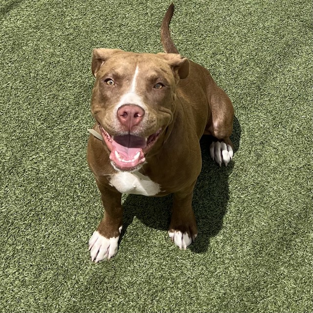 Nova