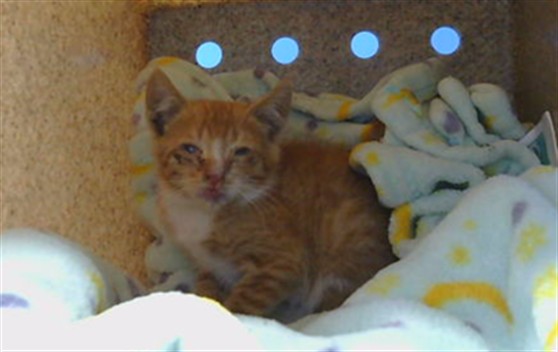 Adoptable Cat