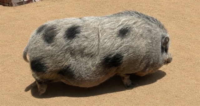 Pigcasso