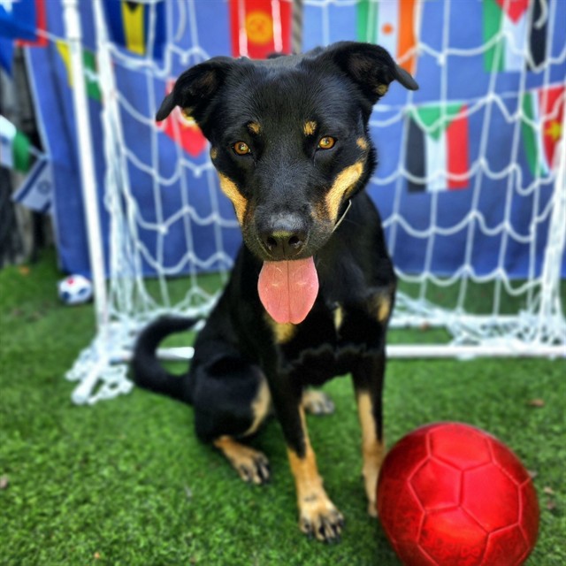 *Carmelita