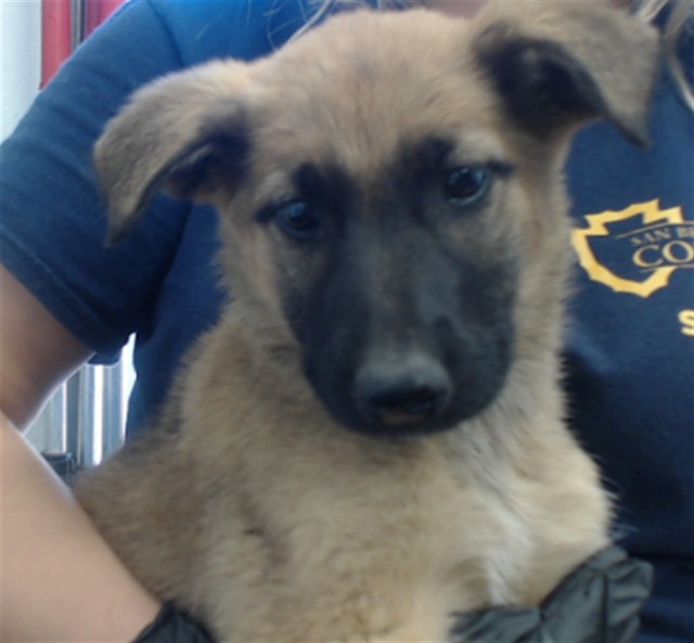 Urgent Med Adopt Snickers