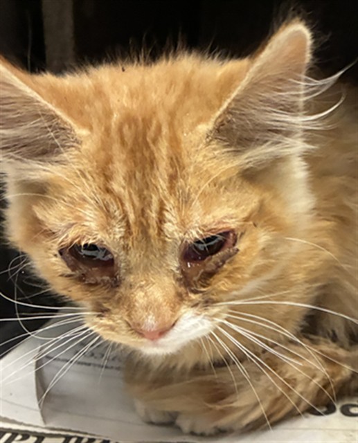 Urgent Med Adopt Clint