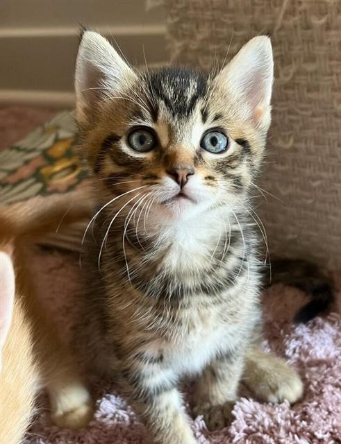 Finn