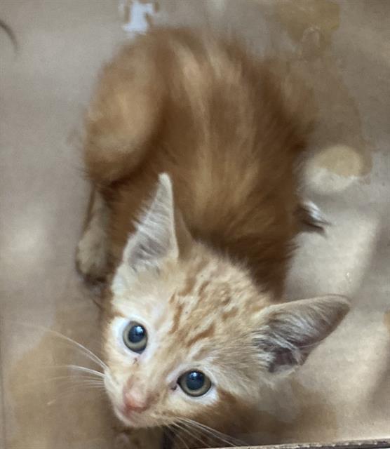 Cheddar