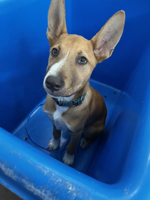 Milo
