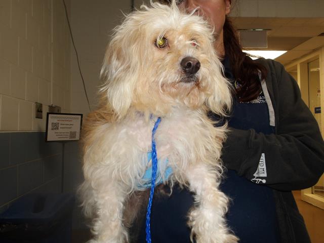 Adoptable Dog