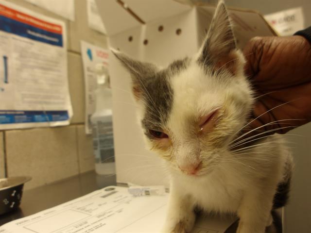 Adoptable Cat