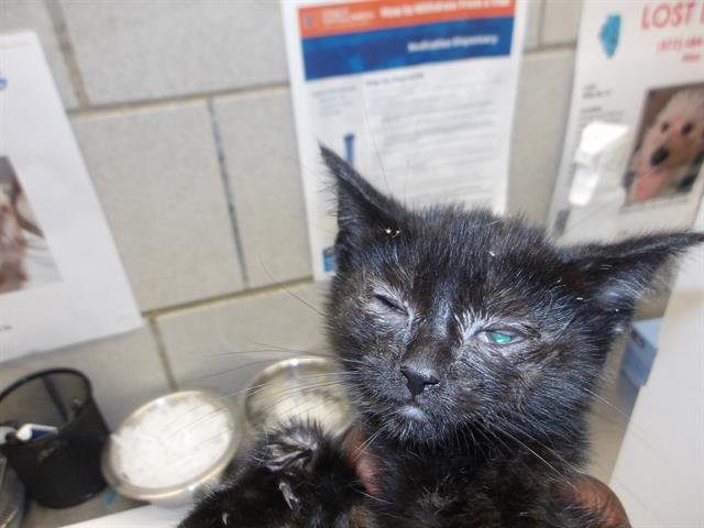 Adoptable Cat