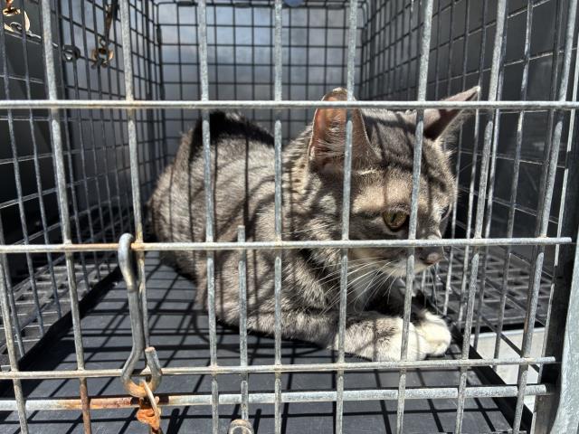 Adoptable Cat