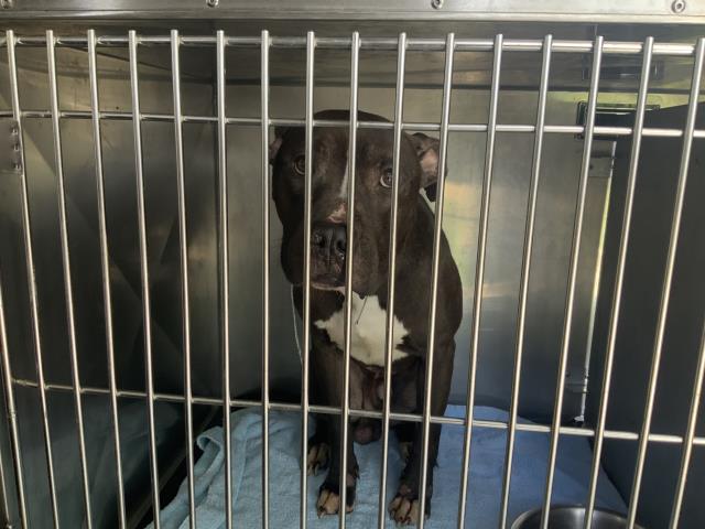 Adoptable Dog