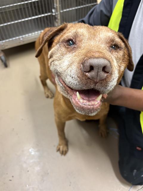 Adoptable Dog