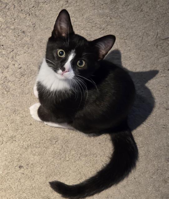 Oreo