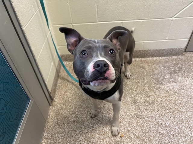 Frankie