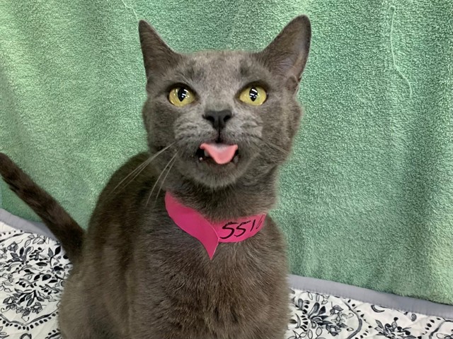 Agatha
