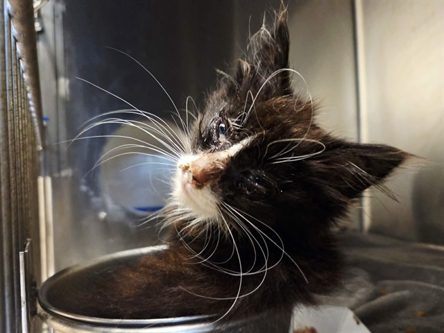Adoptable Cat