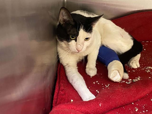 Adoptable Cat