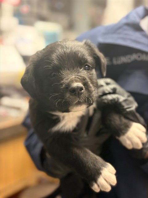 Adoptable Dog