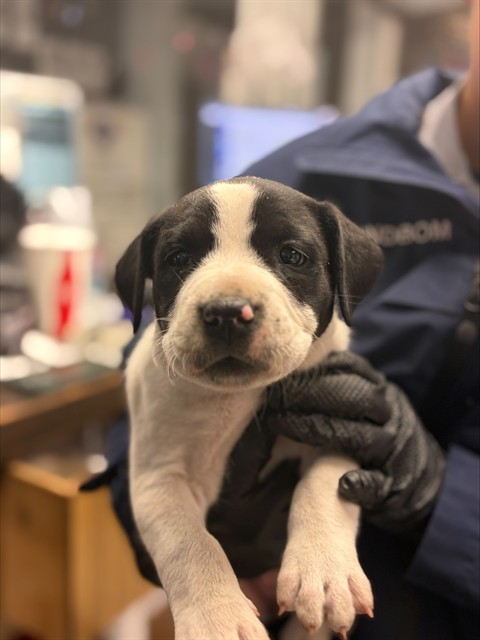 Adoptable Dog