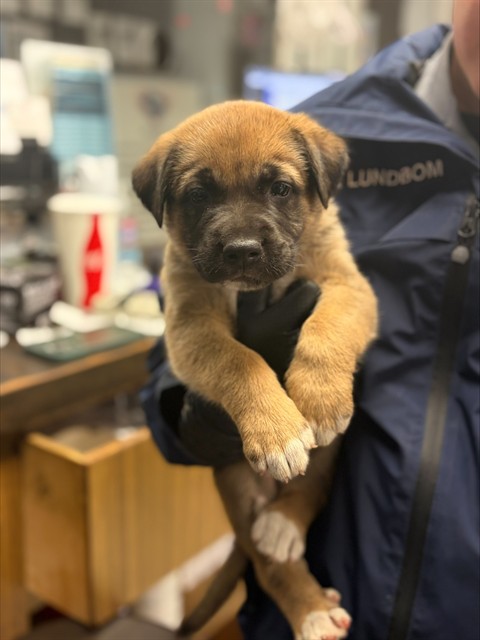 Adoptable Dog
