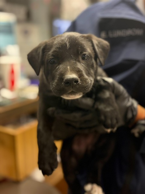 Adoptable Dog