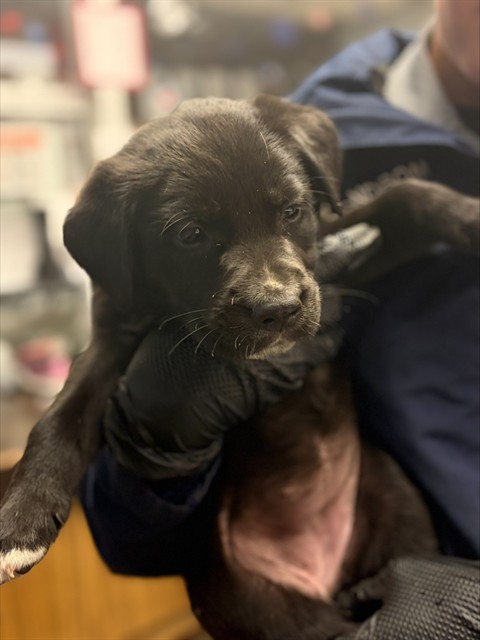 Adoptable Dog