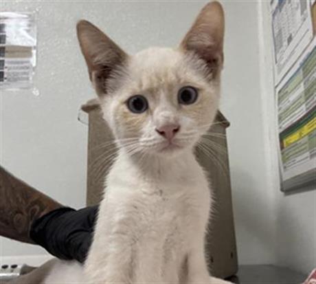 Adoptable Cat