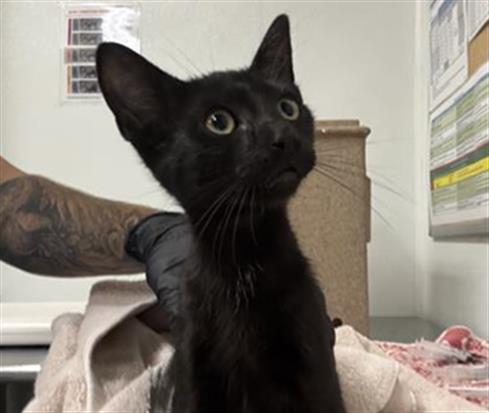Adoptable Cat