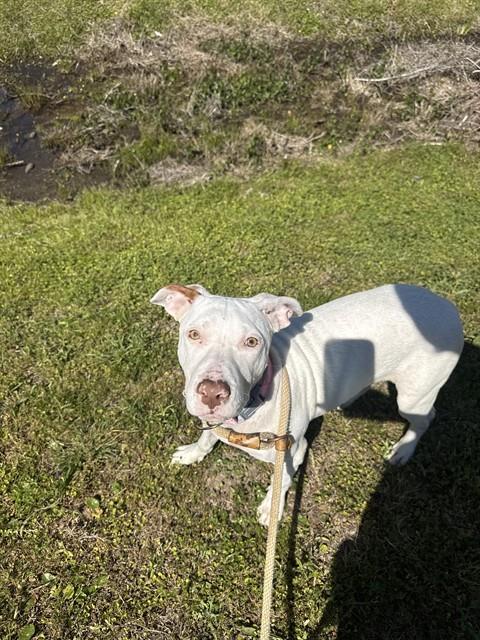 Ayla