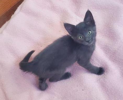 Adoptable Cat