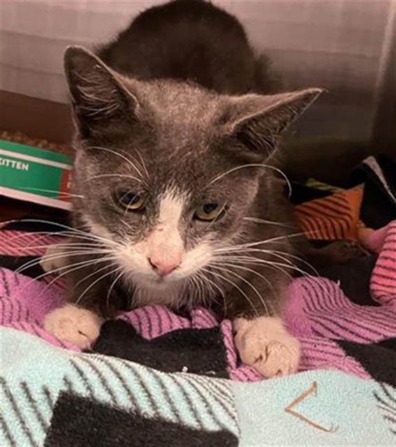 Adoptable Cat