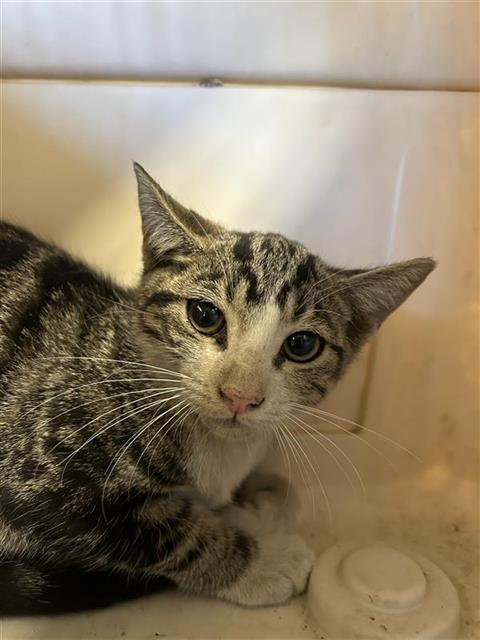 Adoptable Cat